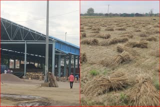 wheat spoiled due to rain in haryana