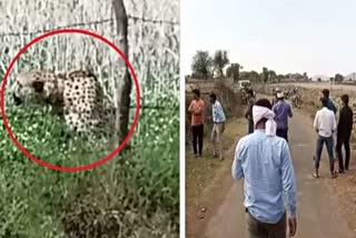 Namibian Cheetah Oban came out from Kuno National Park and reached a Village 20 KM Away