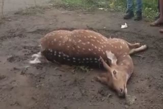 deer died in jagatsinghpur