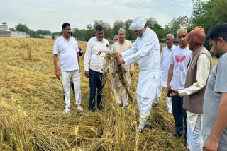 बारिश से किसानों की फसलें हुई बर्बाद