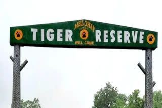 Maharashtra's Melghat Tiger Reserve gets CATS global rating