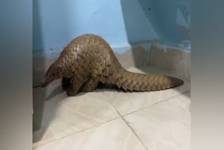 Pangolin