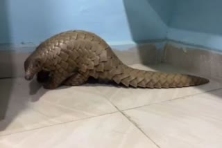pangolin rescued