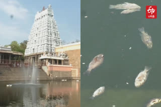 Dead fish floating in Tiruvannamalai Annamalaiyar temple for four days!