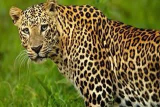 People scared of leopard in Saraj