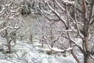 snowfall in kinnaur