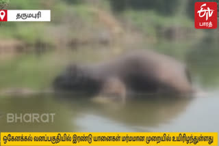 Two more wild elephants died in Dharmapuri