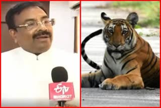 Mungantiwar On Tiger Attack Chandrapur