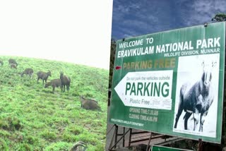 Eravikulam National Park  Eravikulam National Park active again  National Park  Idukki Tourism sector  Tourism sector  Mid summer Vacation  ഇരവികുളം ദേശീയോദ്യാനം വീണ്ടും സജീവം  മധ്യവേനലവധിയില്‍ കണ്ണുംനട്ട്  മൂന്നാറിൻ്റെ വിനോദസഞ്ചാര മേഖല  വരയാടുകളുടെ പ്രജനനകാലം  ഇരവികുളം ദേശീയോദ്യാനം  ഇരവികുളം  ഇടുക്കി  രാജമല  മികച്ച മധ്യവേനലവധി കേന്ദ്രങ്ങള്‍  Best Summer Vacation Spots in Kerala  വരയാട്