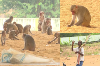 Suryapet District is Facing a Lot of Monkey