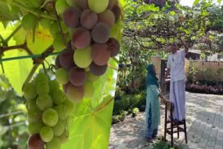 Grape cultivation of Hamza in Aluva  തണലിനായി നട്ടൊരു മുന്തിരി വള്ളി കായ്‌ച്ചു  ഹംസയുടെ വീട്ടുമുറ്റത്ത് ഇത് മുന്തിരിക്കാലം  മുന്തിരി വള്ളി തളിര്‍ത്തു  മുന്തിരി വള്ളി  ആലുവ മുന്തിരി കൃഷി  kerala news updates  latest news in kerala  grape cultivation  Grape farming