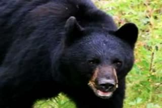 bear attacked on man