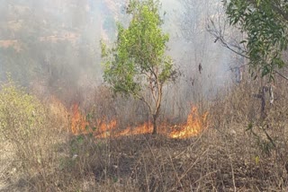 बांका में जंगल में लगी आग