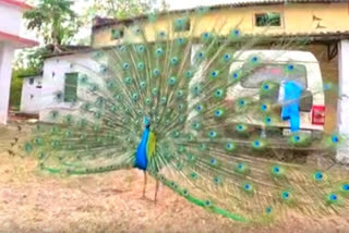 Watch: Peacock dancing in Lemru forestcreates magic of sorts