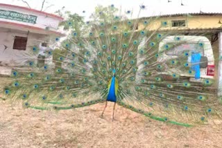 peacock dance