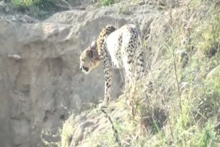 Cheeta terror in Sheopur district
