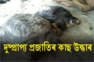 Rescues rare species of turtles in Samaguri