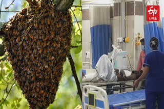 More than 25 people admitted to the emergency room after being stung by giant bees!