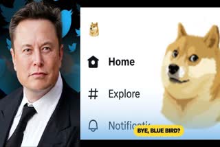 Twitter Blue Bird Logo Change, Elon Musk