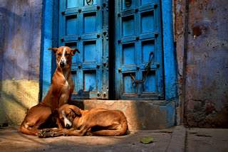 dog bites siddipet additional collector