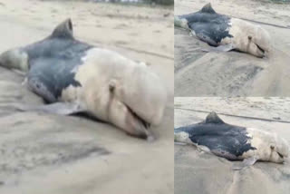 A huge dolphin washed ashore