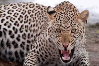 leopard injured 3 people in Bahraich