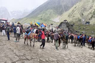 Kedarnath Yatra Mule and Horse