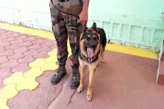 Sheopur Kuno National Park got German Shepherd