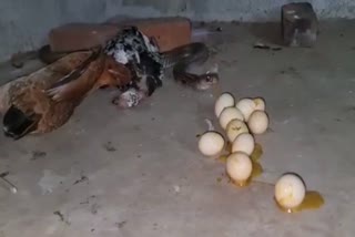 cobra swallowed  chicken eggs