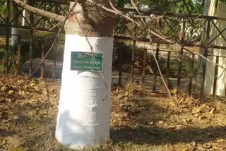 Kalpataru Tree Benefit