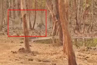 Video Viral : ગીર જંગલમાં સિંહોની ઇન્ફાઇટનો વીડિયો થયો વાયરલ