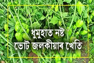 Bhut jolokia crops damaged in Dhemaji