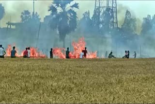 Wheat crop burnt in Chapra