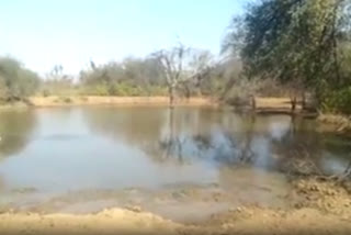 Rain benefits Sariska in Alwar, drains and ponds full of water for summer season