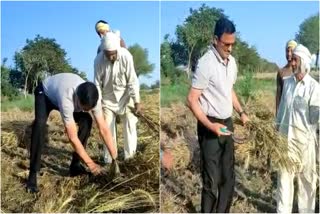 DC Yashpal inspected of damaged crops in Rohtak
