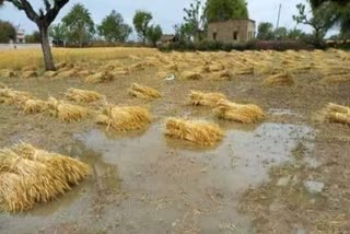 farmers loss due to rain and hail storm