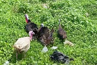 Turkey Chicken Farming