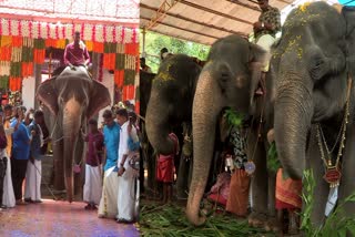 ഗജമേളയിൽ ഒൻപത് പിടിയാനകൾ പങ്കെടുത്തു  ഗജമേളയിൽ അണിനിരന്നത് ഒൻപത് പിടിയാനകൾ  Gaja Mela was held in Kodungur temple  ആന ഊട്ട്  ഗജമേള  ഉത്സവം  കൊടുങ്ങൂർ പൂരം