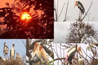 siberian birds at suryapet district