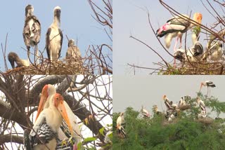 siberian storks migrated to suryapet district telangana