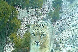 snow leopard in gangotri valley