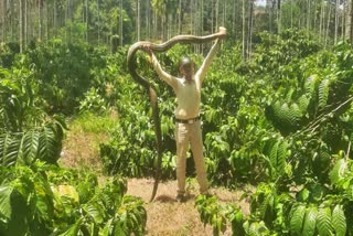 A huge snake was captured