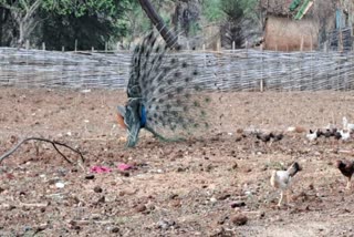 Peacock in kanker