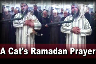 A cat was seen joining an Imam in the nightly special prayers of Ramadan in an Algerian province, a video shared by the Sheikh showed. The official page of Sheikh Walid Mehsas shared the cat climbing onto Imam while the latter was offering the special prayers of Taraweeh.