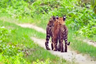 Tigress spotted with cubs in DTR