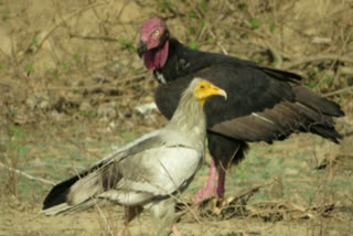 Vulture And Eagles Counting