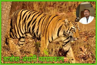 Tadoba Tiger Project