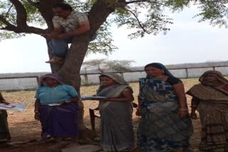 Panchayat secretary climbed tree for womens