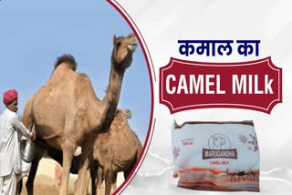 jodhpur camel Milk