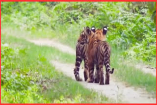number of tigers increased in dudhwa